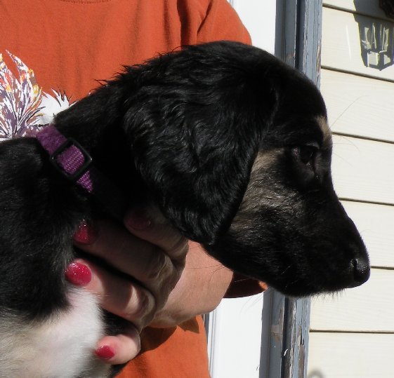 Blk&Silver GirlH6wks.jpg - 57.11 K